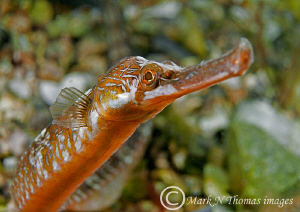 Greater pipefish.
Connemara June 2011.
60mm. by Mark Thomas 